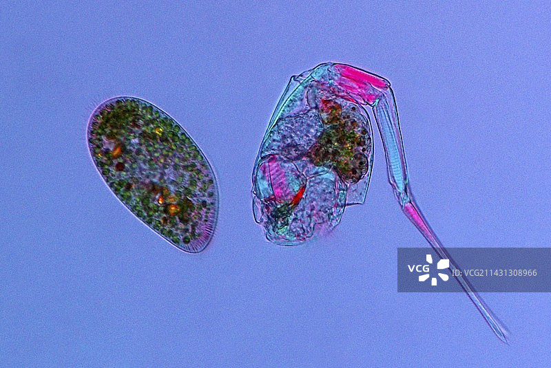 草履虫和轮虫，光学显微照片图片素材
