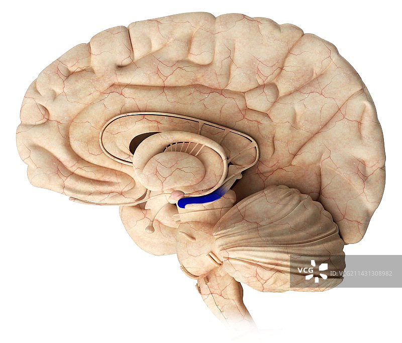大脑中的海马体，图示图片素材