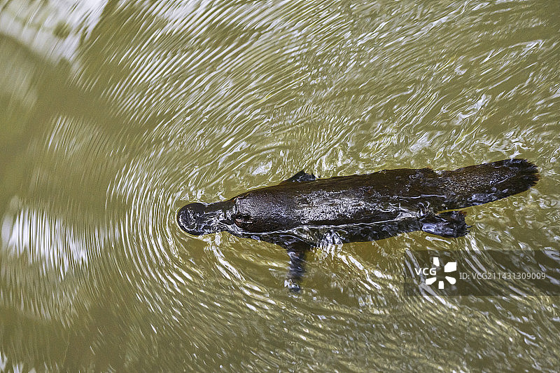 游泳的鸭嘴兽图片素材
