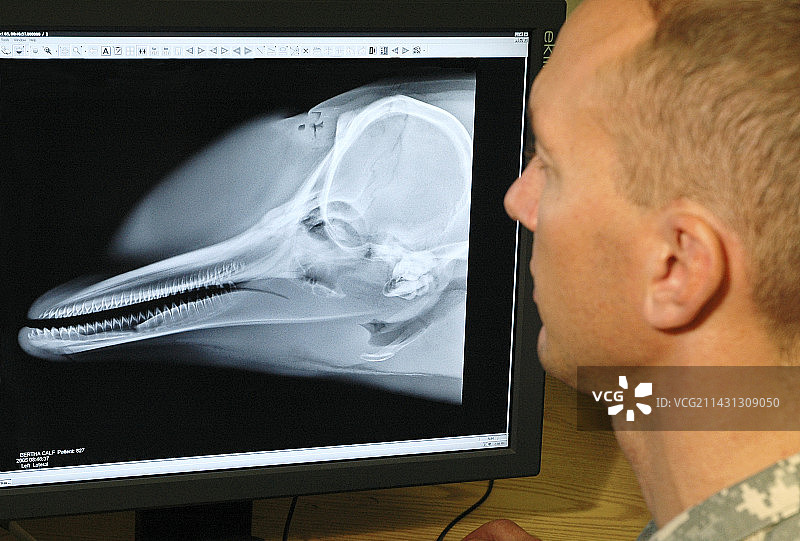 海豚X光片图片素材