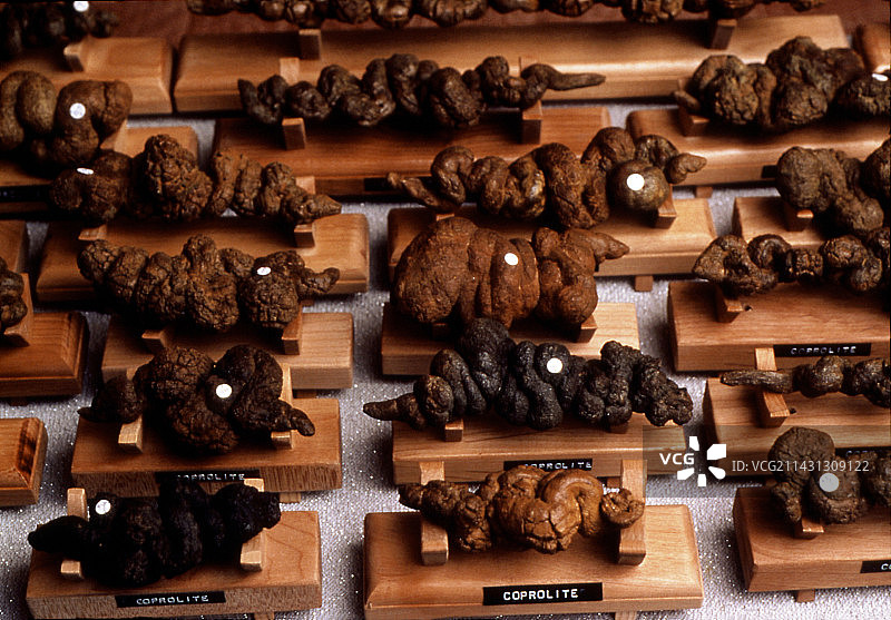 粪化石（恐龙粪便化石）阵列图片素材