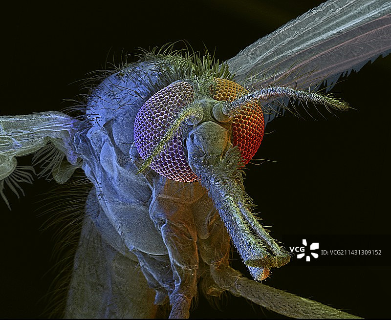 疟蚊扫描电镜图图片素材