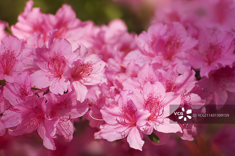 杂交杜鹃花图片素材