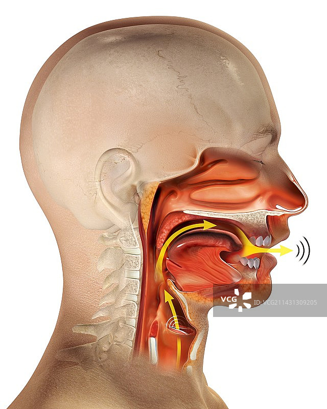 喉部解剖结构图图片素材