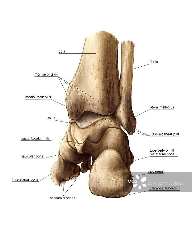 距骨艺术作品图片素材