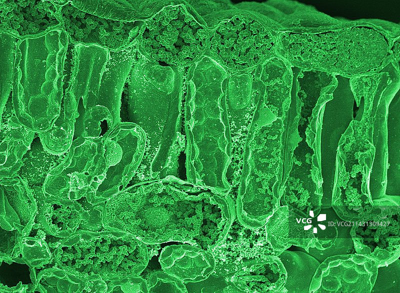 叶子切面扫描电镜图图片素材