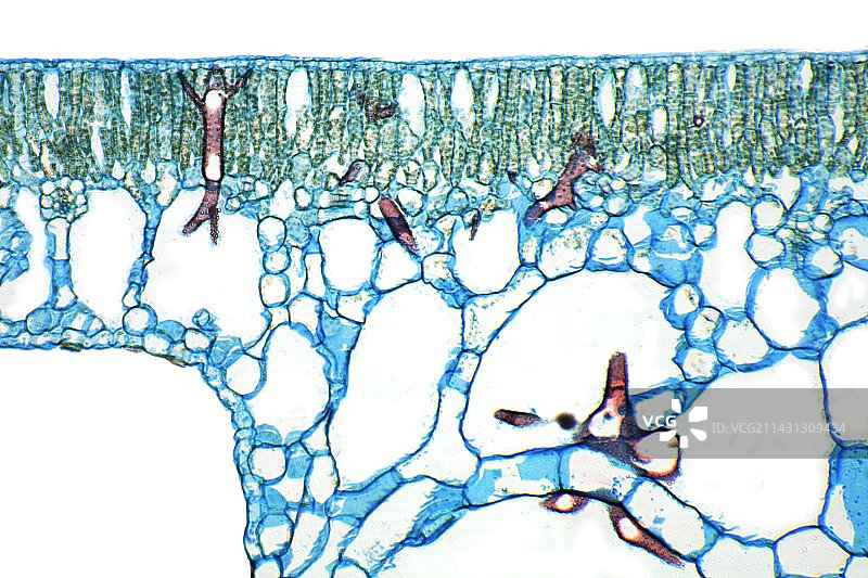 睡莲叶子显微照片图片素材