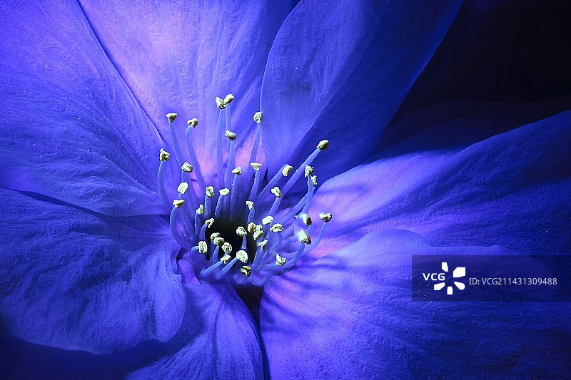 日本樱花微距摄影图片素材