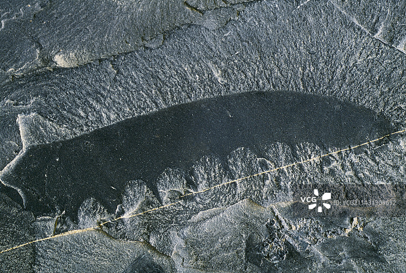 早期节肢动物化石图片素材