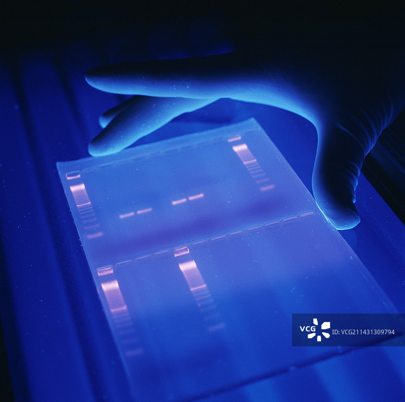 DNA研究图片素材