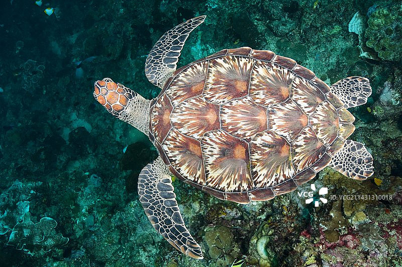 游泳的绿海龟图片素材