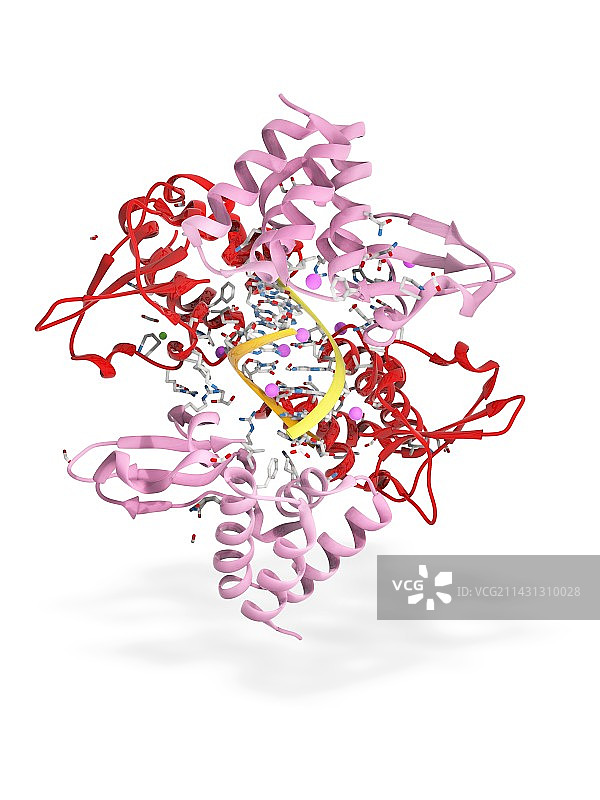 埃博拉病毒蛋白35和RNA图片素材
