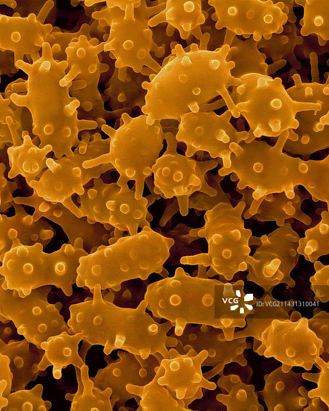 疣微菌，扫描电子显微镜图片素材