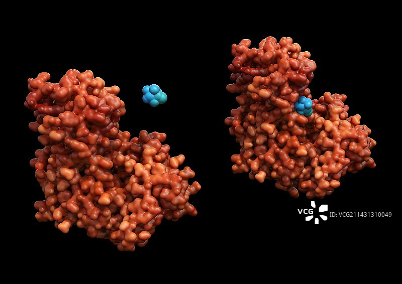 与葡萄糖结合的己糖激酶，图示图片素材
