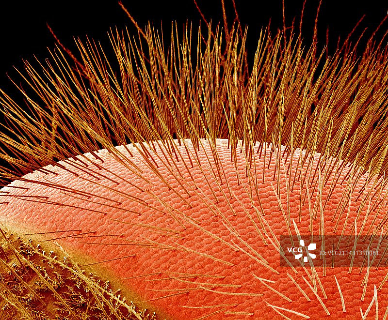 蜜蜂的复眼，扫描电镜图片素材