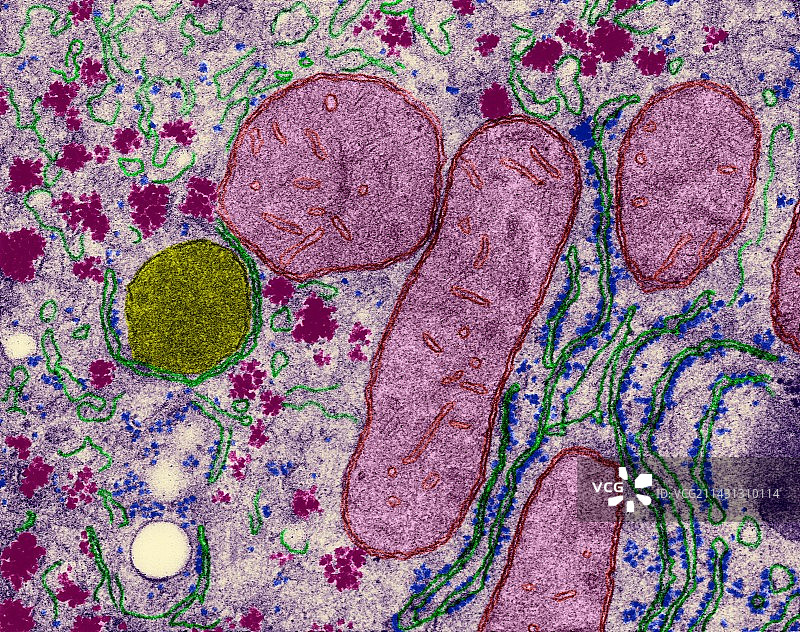 肝细胞的细胞器，TEM图片素材