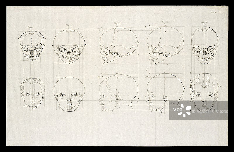 彼得鲁斯·坎珀面部角度理论插图图片素材