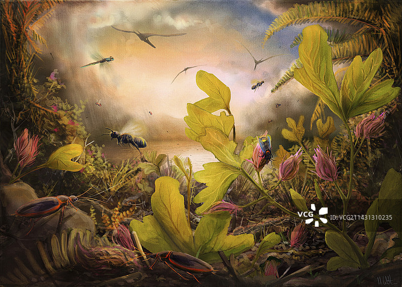 克拉图地层昆虫插图图片素材