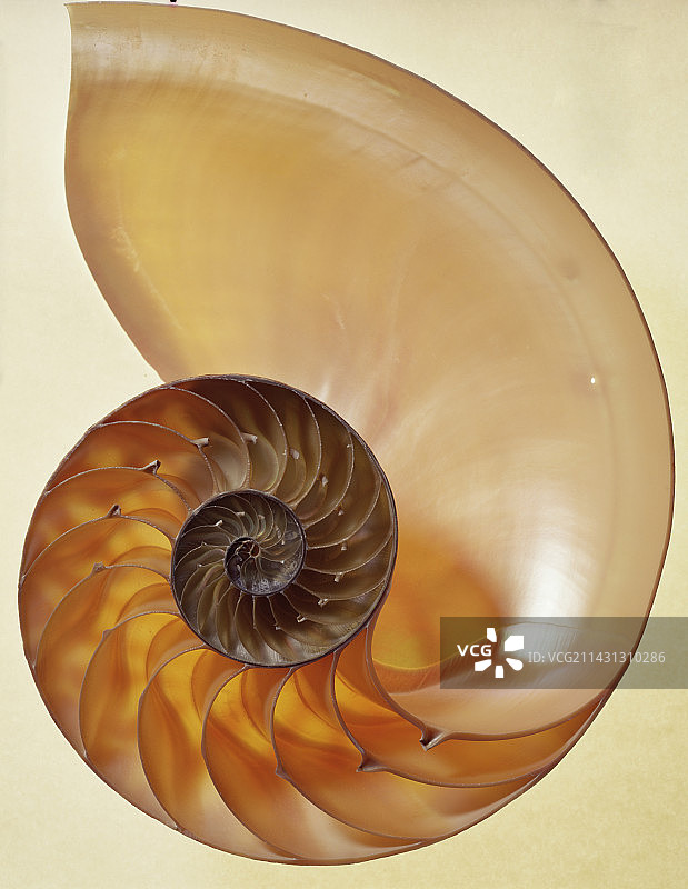 鹦鹉螺壳图片素材