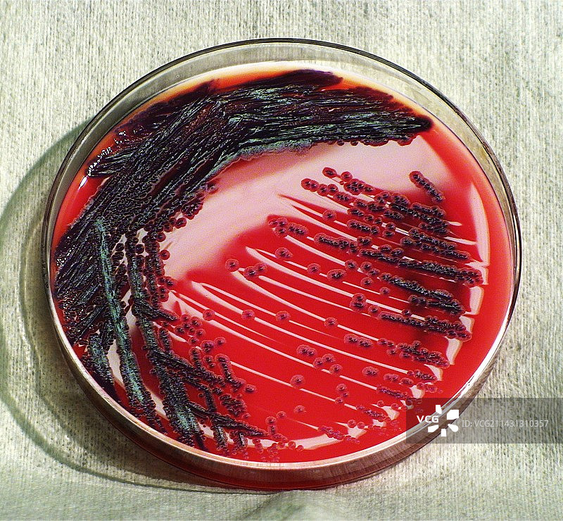 堇色杆菌培养图片素材
