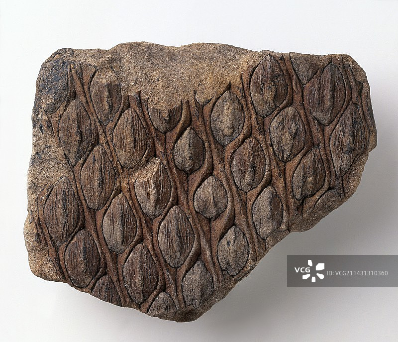 鳞木的树皮化石图片素材