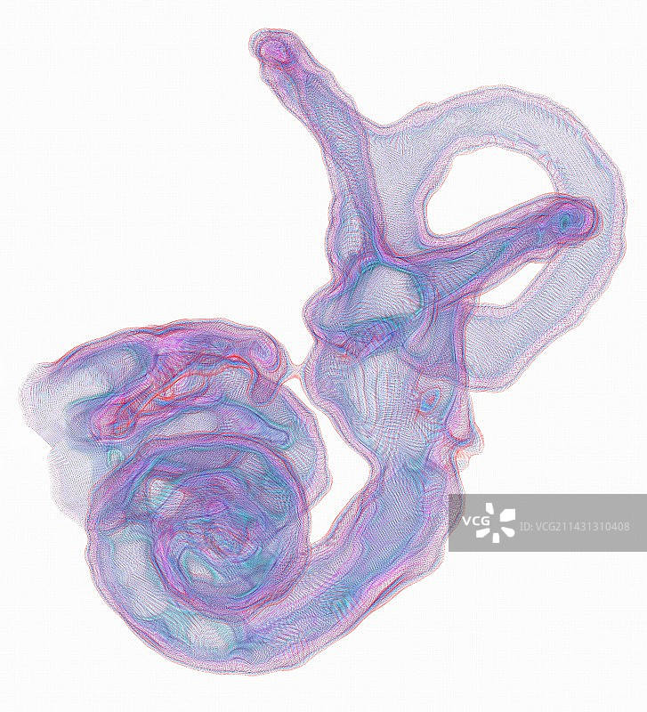 内耳结构3D核磁共振扫描图片素材