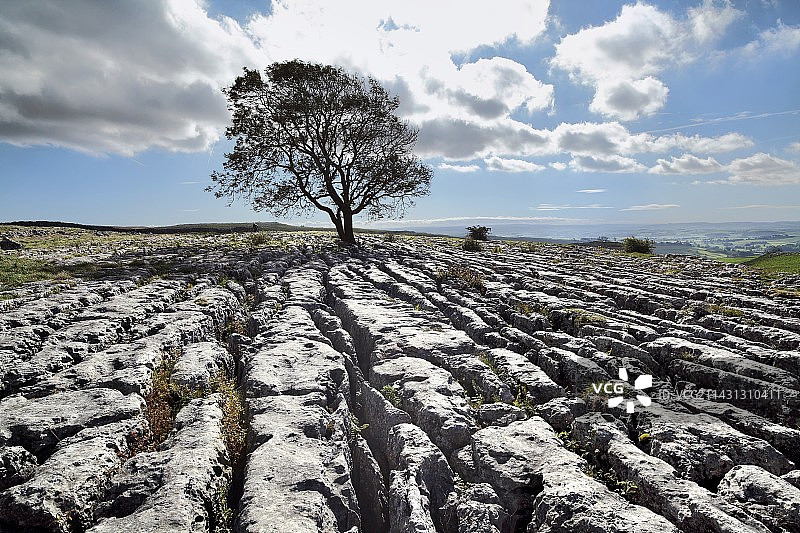 石灰岩路面和树木图片素材