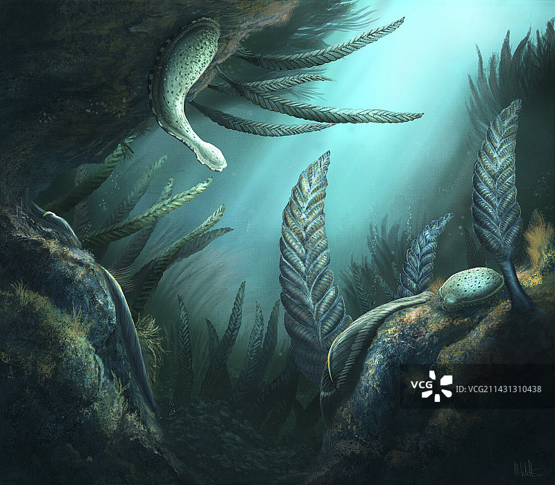 埃迪卡拉动物群插图图片素材