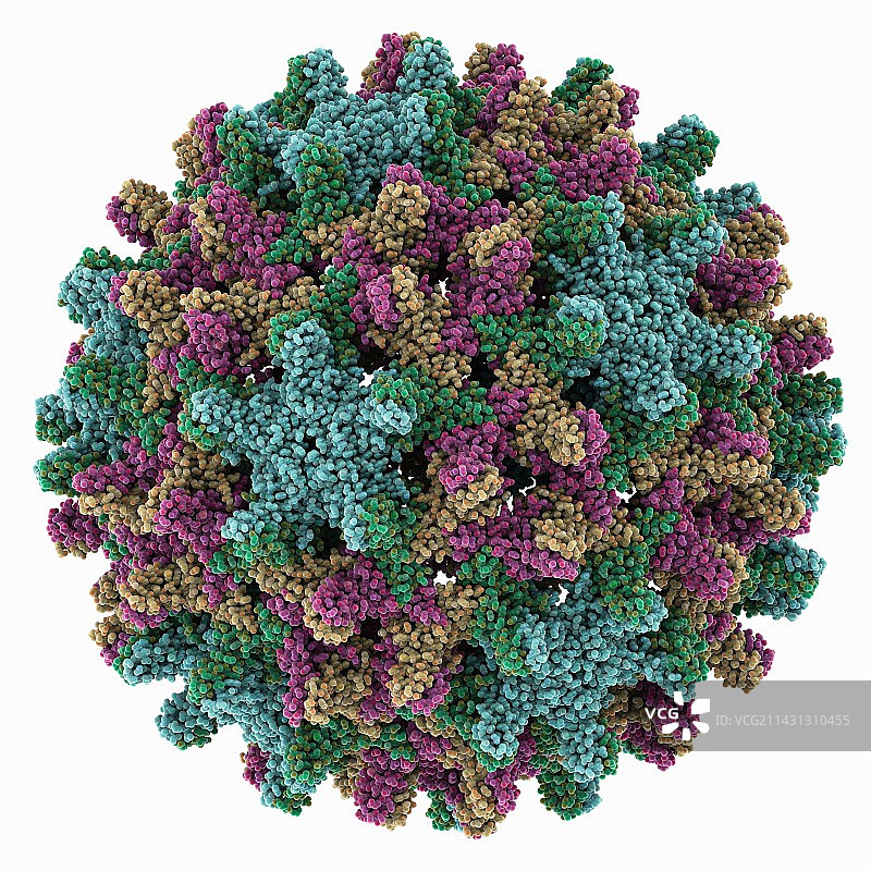 乙型肝炎病毒衣壳分子模型图片素材
