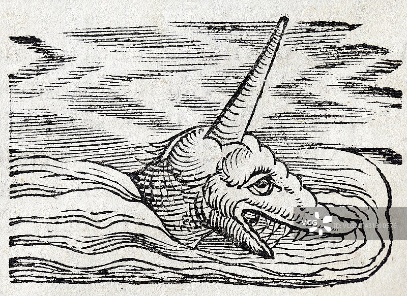 格斯纳独角鲸图片素材