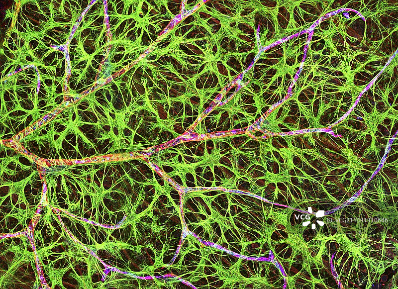 视网膜血管和神经细胞图片素材