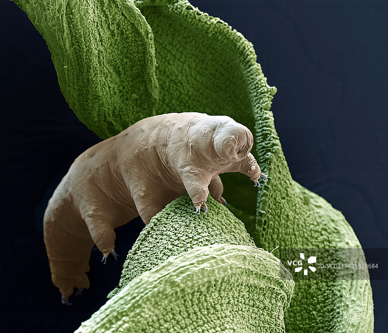 水熊虫扫描电镜图图片素材