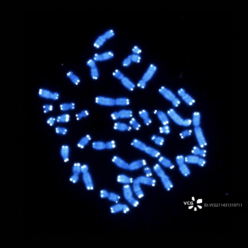 染色体上的端粒荧光显微照片图片素材