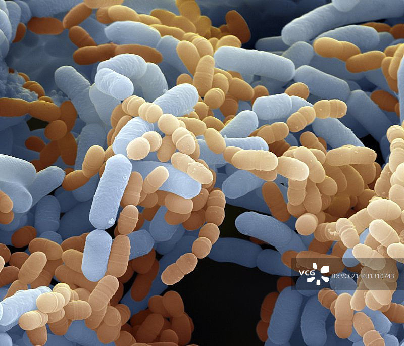 干酪旁氏乳杆菌细菌扫描电镜图图片素材