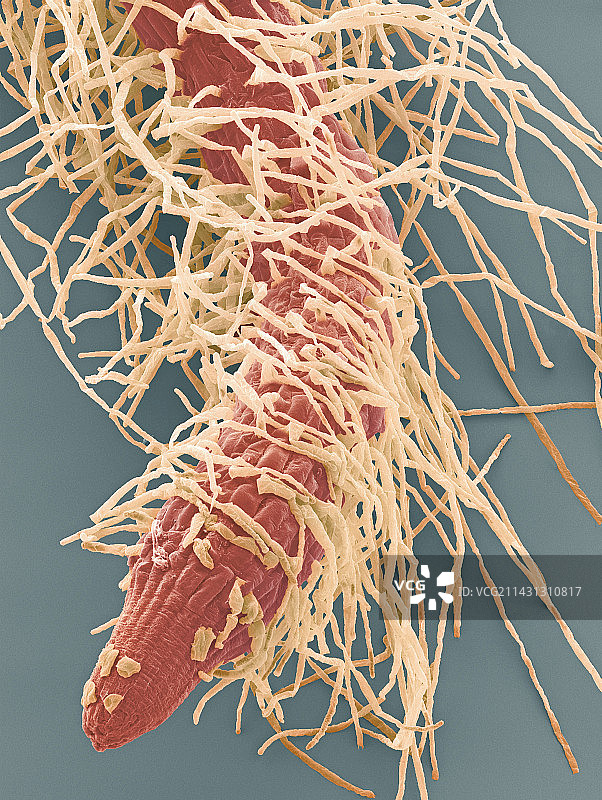 幼苗的根尖，扫描电子显微镜图图片素材