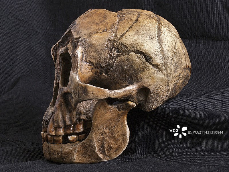 弗洛勒斯人头骨图片素材