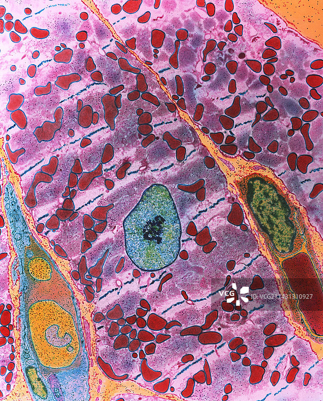 健康心肌细胞的彩色透射电镜图图片素材