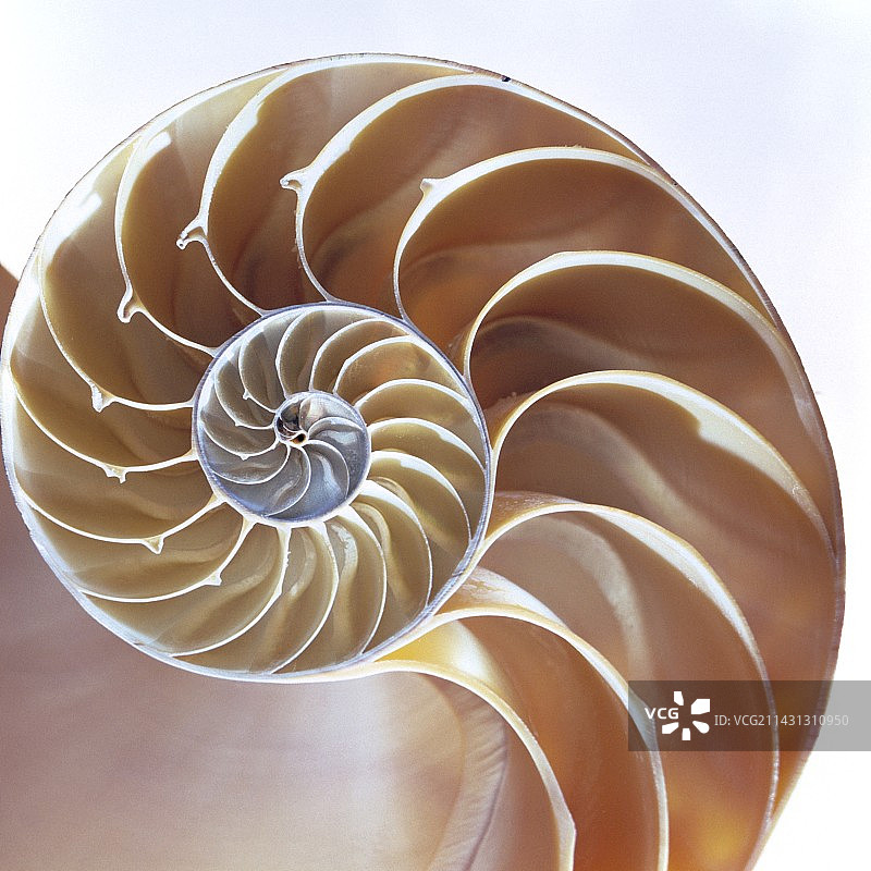 鹦鹉螺壳图片素材