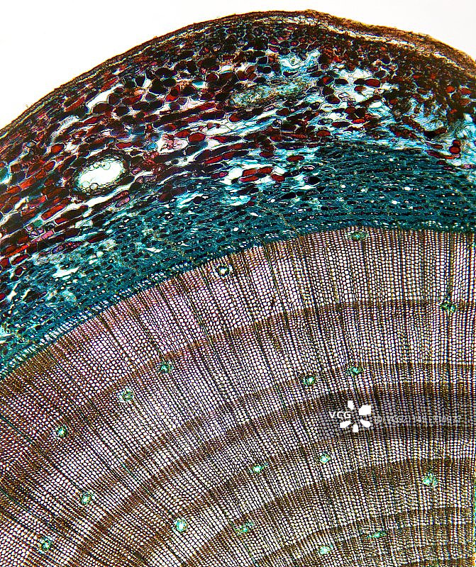 松树茎光学显微照片图片素材