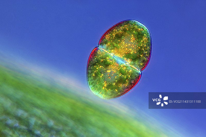 Cosmarium 藻类，光学显微照片图片素材