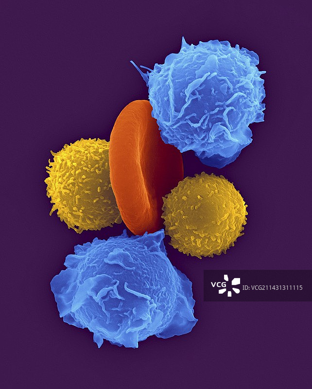 中性粒细胞、T淋巴细胞和红细胞扫描电镜图图片素材