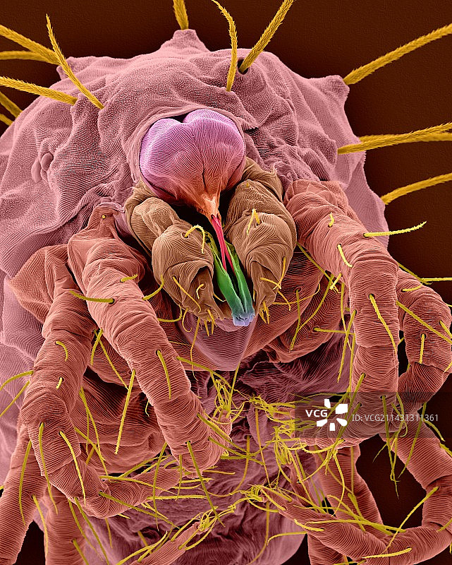 欧洲红蜘蛛螨（Panonychus ulmi），扫描电镜图图片素材