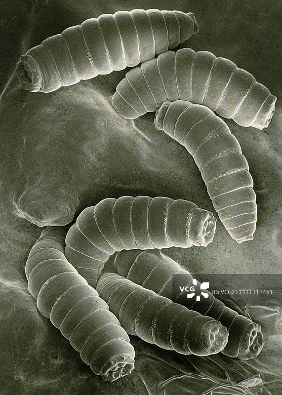 绿蝇蛆扫描电镜图图片素材