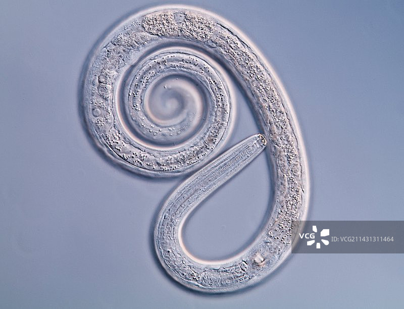 海洋线虫显微照片图片素材