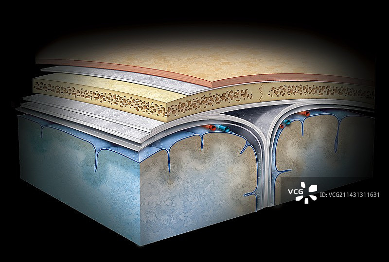 颅骨解剖图图片素材