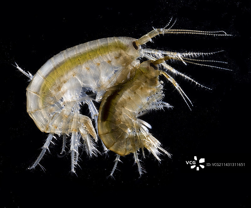 泻湖沙虾交配图片素材