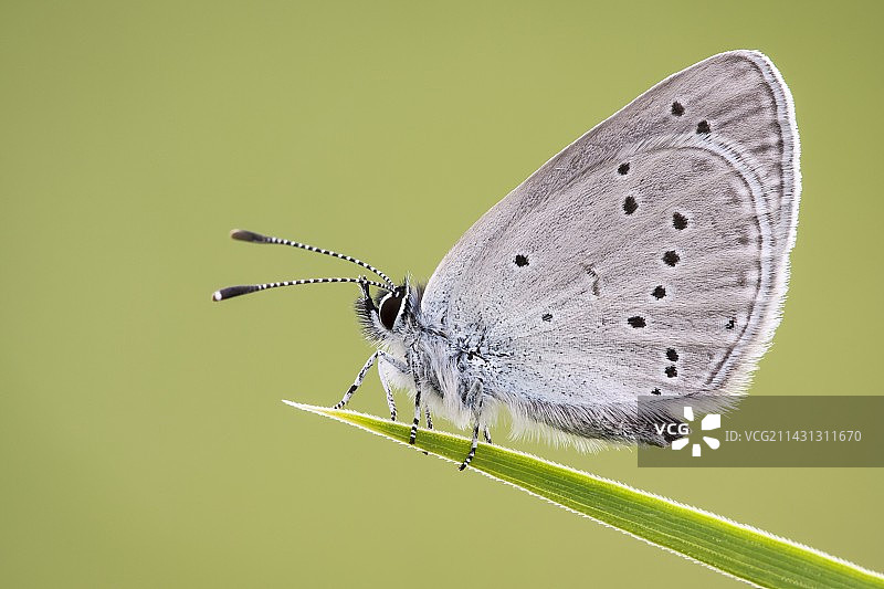 小蓝蝴蝶图片素材