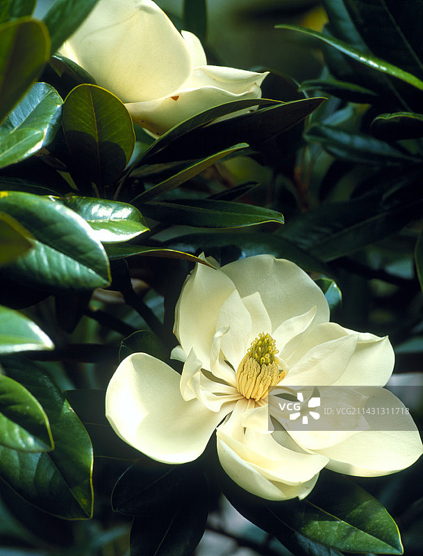 常绿玉兰花图片素材