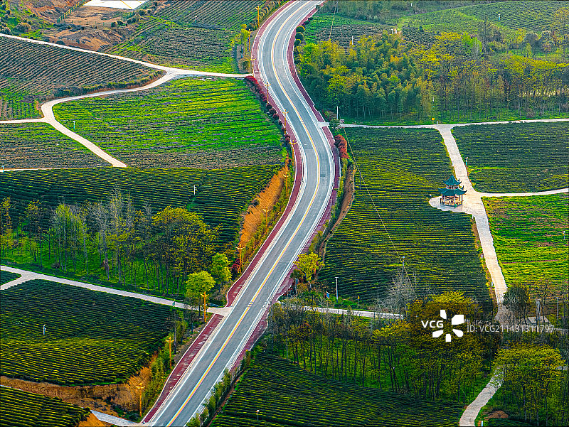 湖北咸宁赤壁羊楼洞茶园图片素材