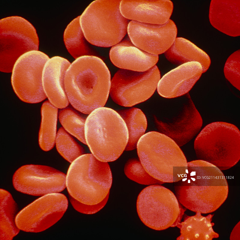 人红细胞的SEM假彩色图图片素材